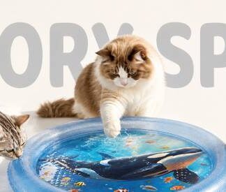 Cats playing with a blue ocean print sensory water mat