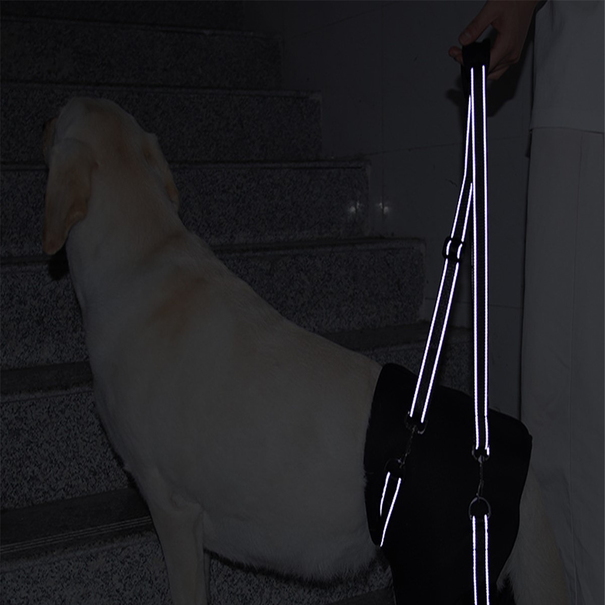 reflective rear leg support harness at night