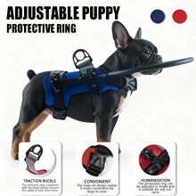 Red blind dog halo harness anti-collision ring on small dog